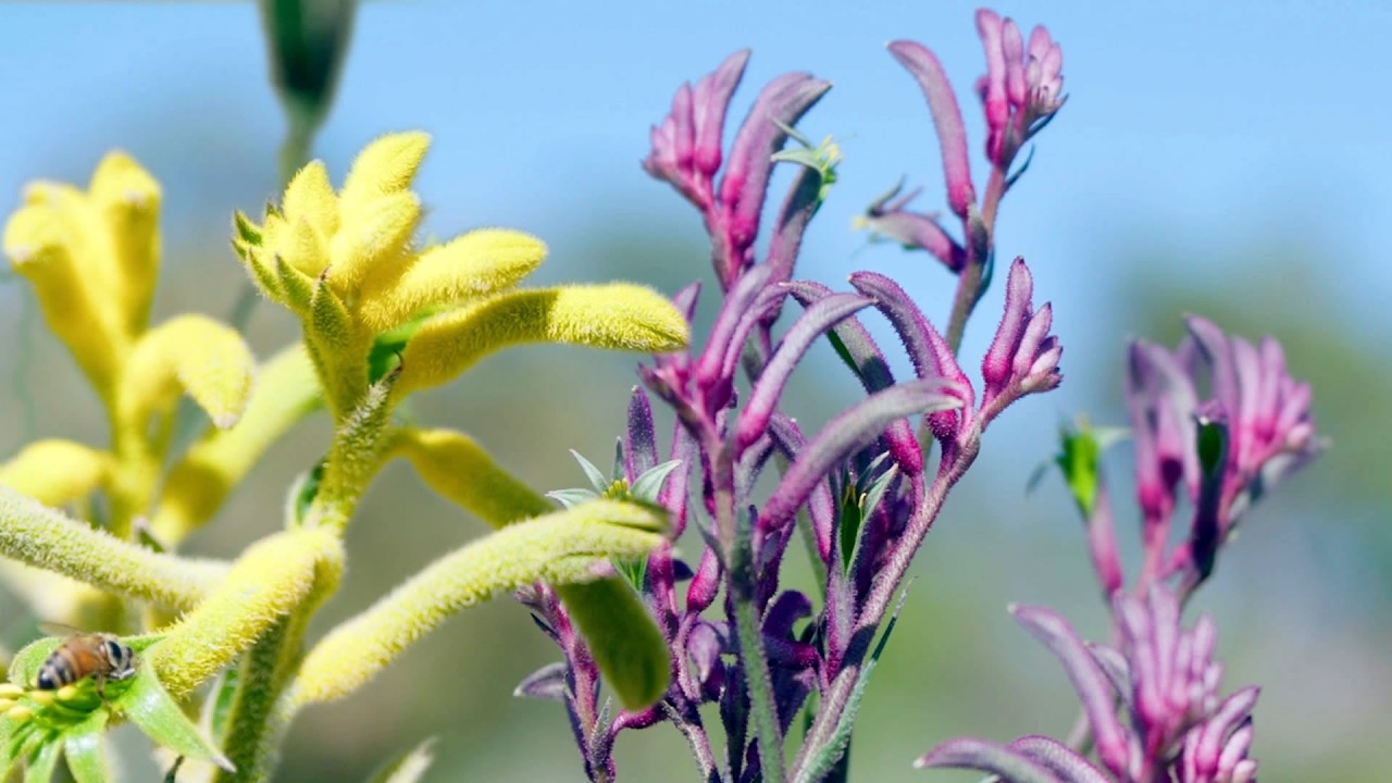 The Garden Gurus - Sunburst & Merlot - Kings Park Kangaroo Paws