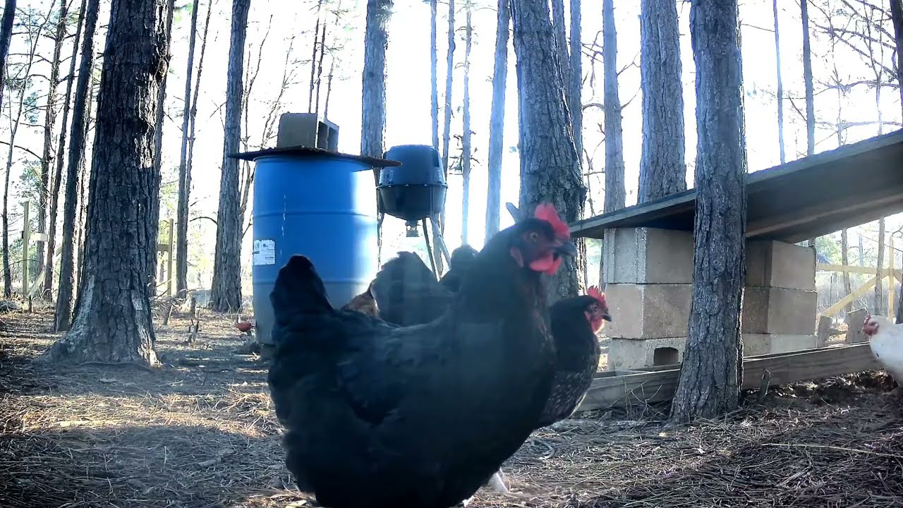 Chicken cam: watching the flock peck