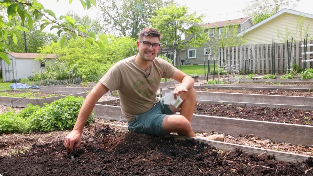 When and Why to Plant Squash and Pumpkins In Mounds