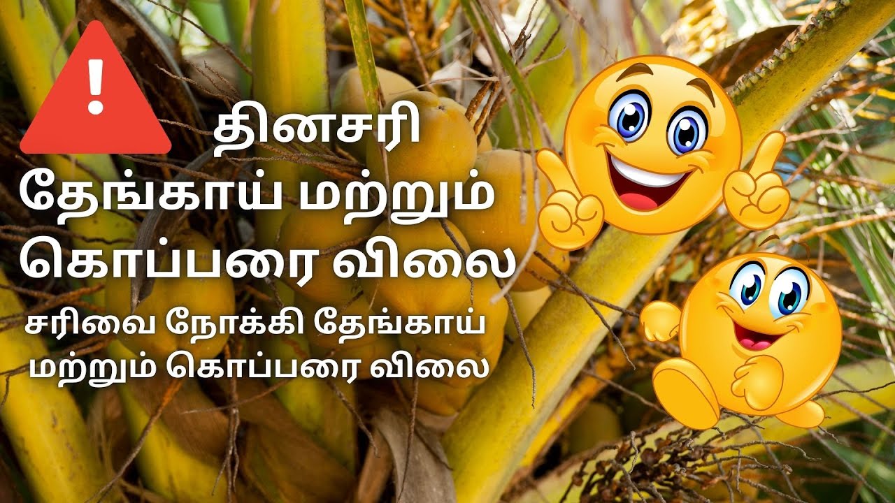 🚨🚨தினசரி தேங்காய் மற்றும் கொப்பரை விலை நிலவரம்- Sastik Trader's Daily update coconut and copra price