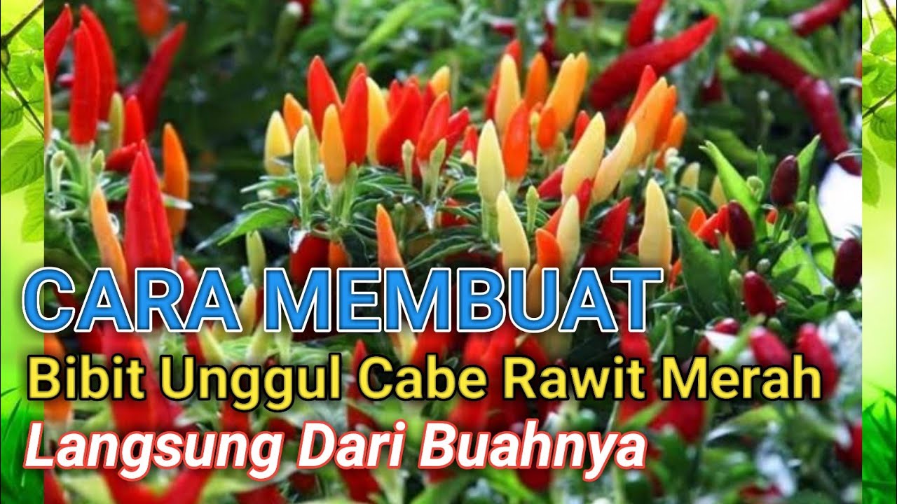 CARA MEMBUAT BIBIT UNGGUL CABE RAWIT MERAH LANGSUNG DARI BUAH