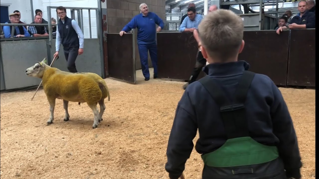 Lanark Beltex sale 2024!! Do we get our tups sold? 🤷‍♂️