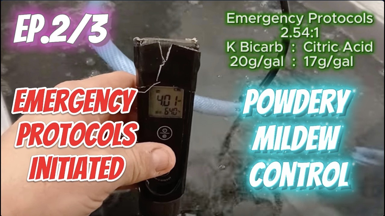 Craft Commercial Cannabis Powdery Mildew Extermination Ep. 2 of 3 PM Emergency Action
