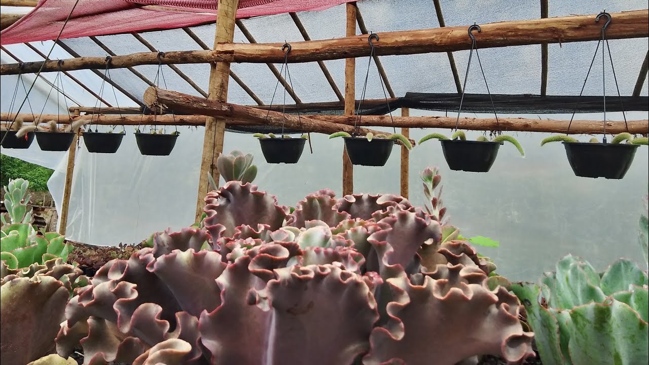 Replante de rabos de macaco 🐒 pôr sementes + beijos pra meu povo😍🪷
