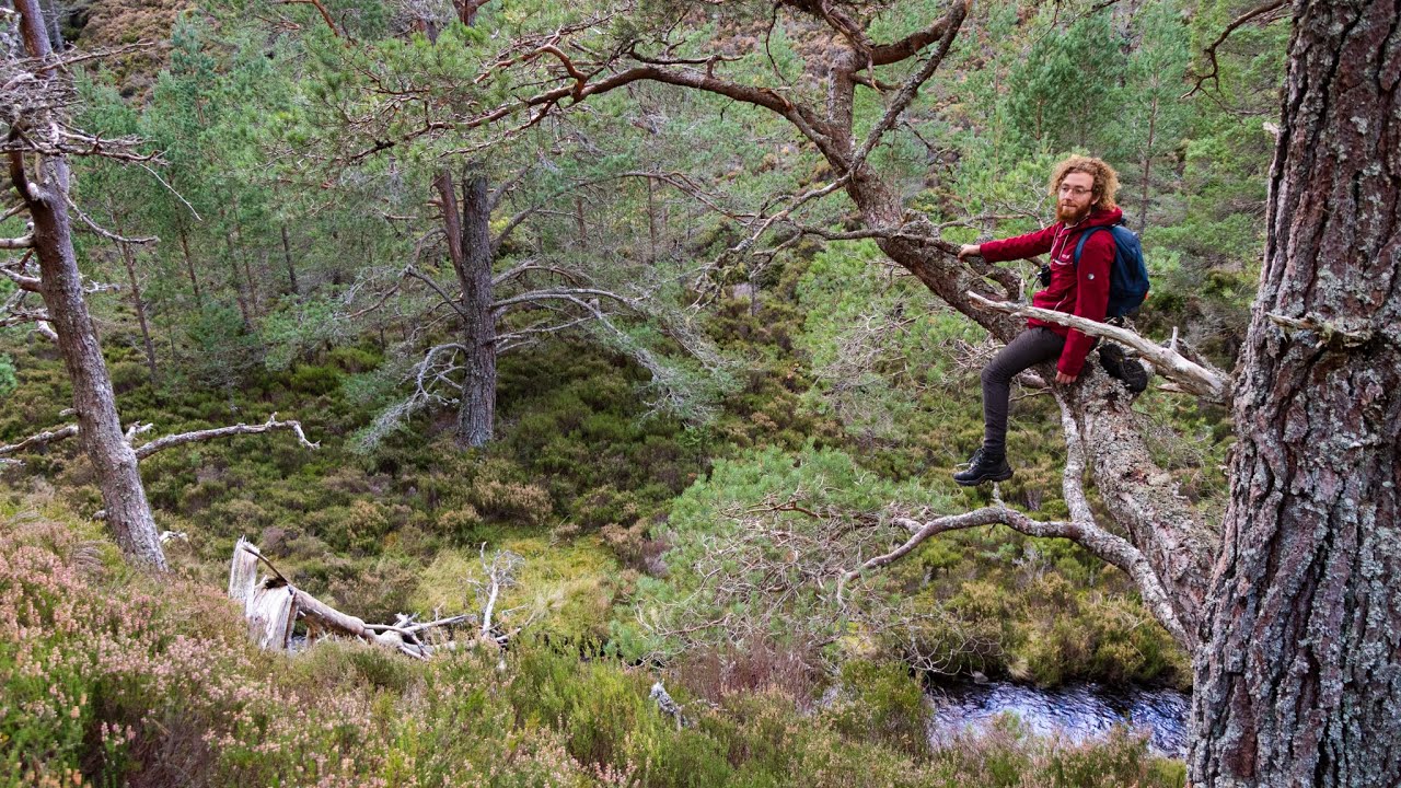 EXPLORING SCOTLAND'S WILDEST FOREST | hiking & cycling through Abernethy