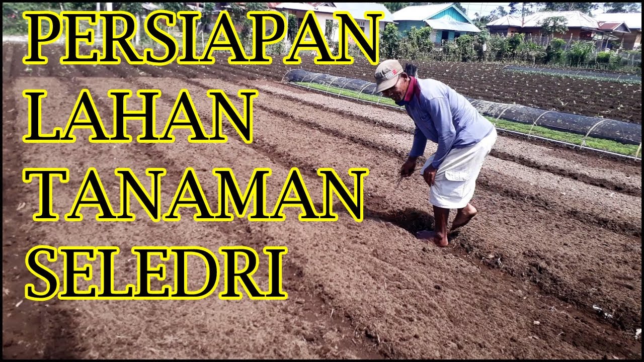 Persiapan Lahan Tanam Seledri cara membuat bedengan