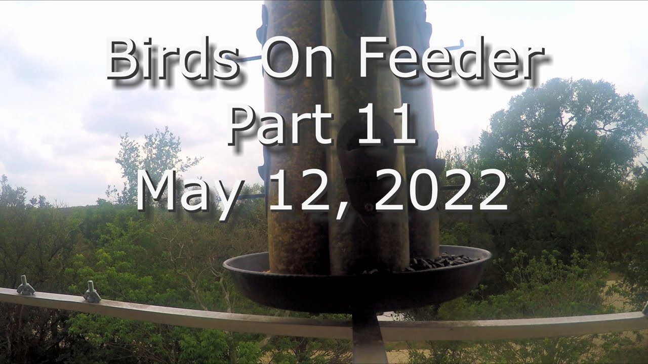 Birds On The Feeder Part 11 May 12, 2022 in 4K  #BirdsOnFeeder