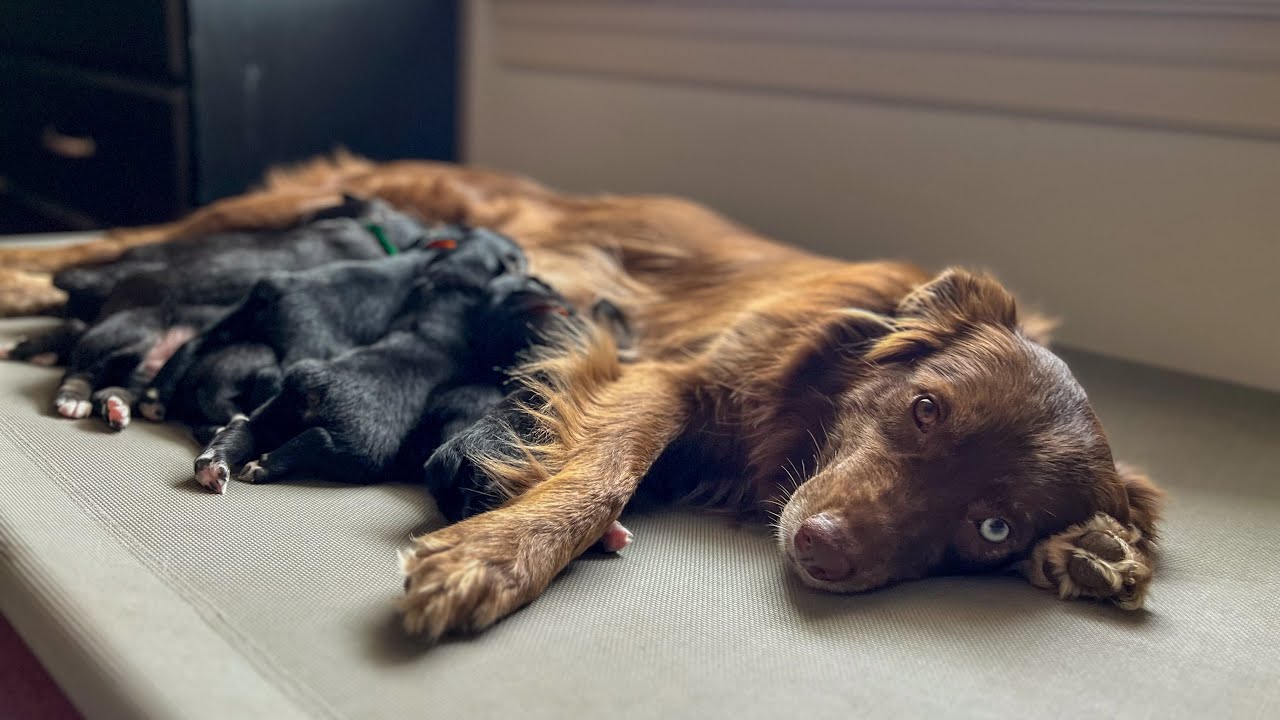 Helping our Australian Shepherd Give Birth To 9 Puppies