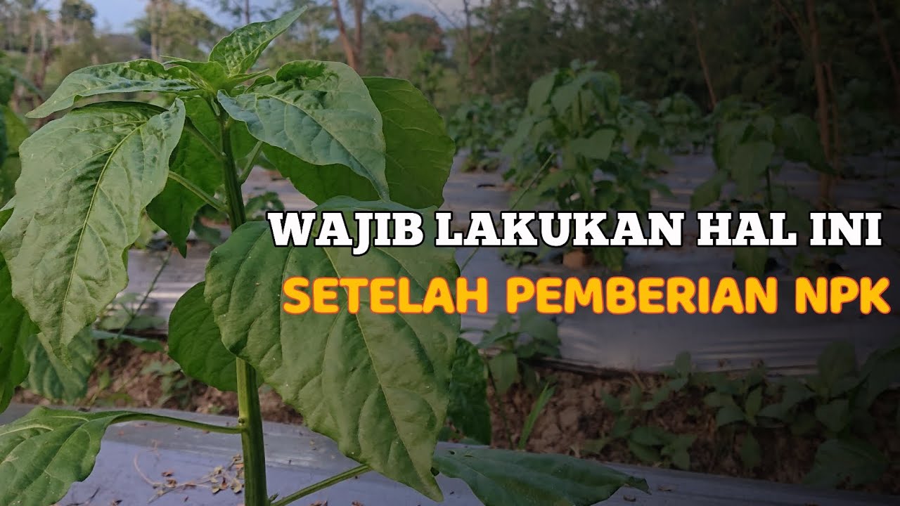 CABE SERASI DAN BONANG RS 41 HST ‼️ CEGAH ANTRAKNOSA SEJAK DINI