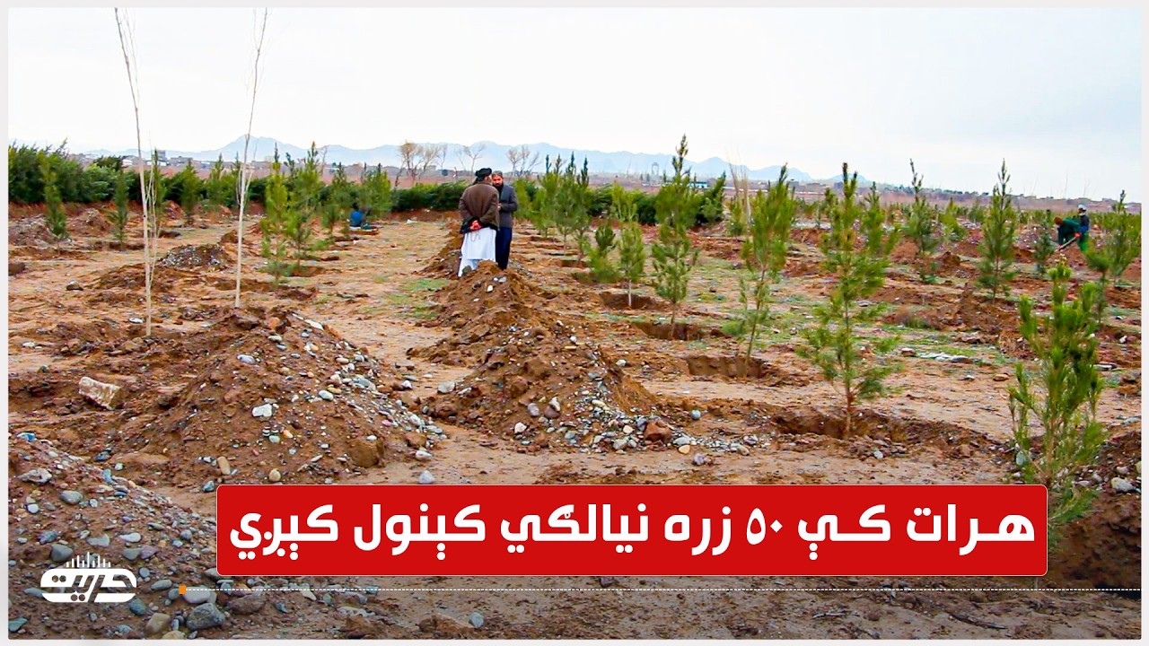 هرات کې د چاپېریال زرغونتیا په موخه ۵۰زره نیالګي کېنول کیږي