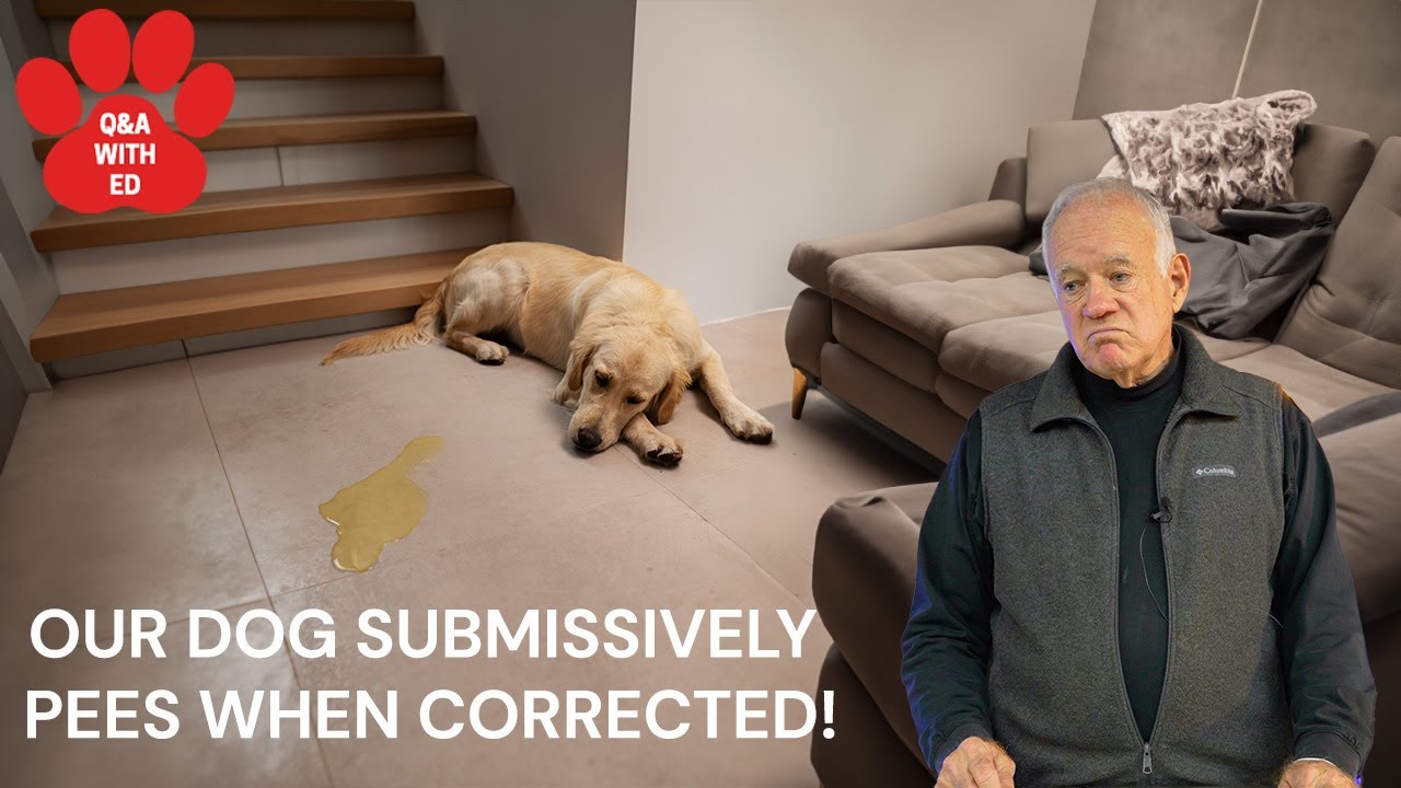 OUR DOG SUBMISSIVELY PEES WHEN CORRECTED