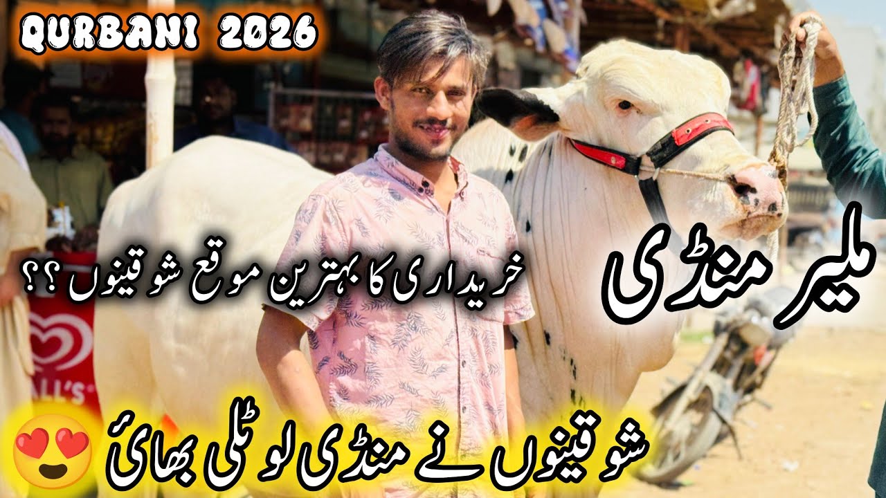 Malir Mandi Karachi Latest Rates Update | 10 March 2026 | Cow Mandi Karachi | Qurbani 2026. 