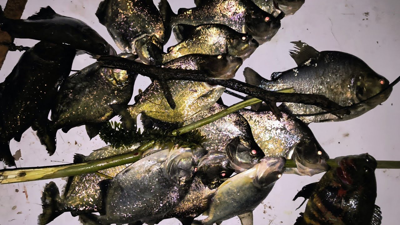 Um dia de PESCARIA na beira do açude com animais selvagens e teve peixe frito no fogo de lenha