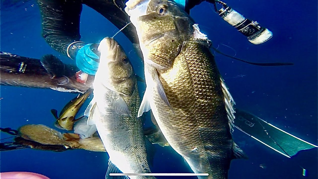 غوص تحت الماء في أعماق 🌊البحر الأبيض المتوسط☀️: رحلة صيد مثيرة لوحوش الأعماق😱