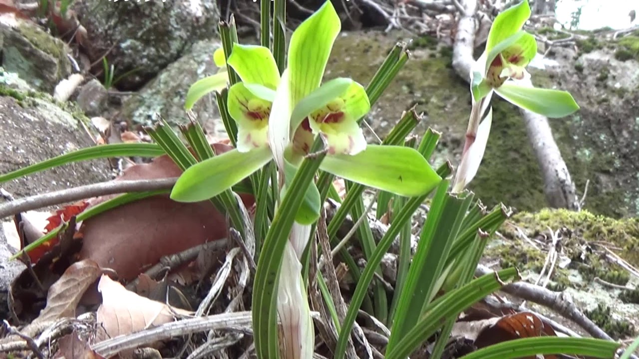 2018-3-19杤原の春蘭の開花