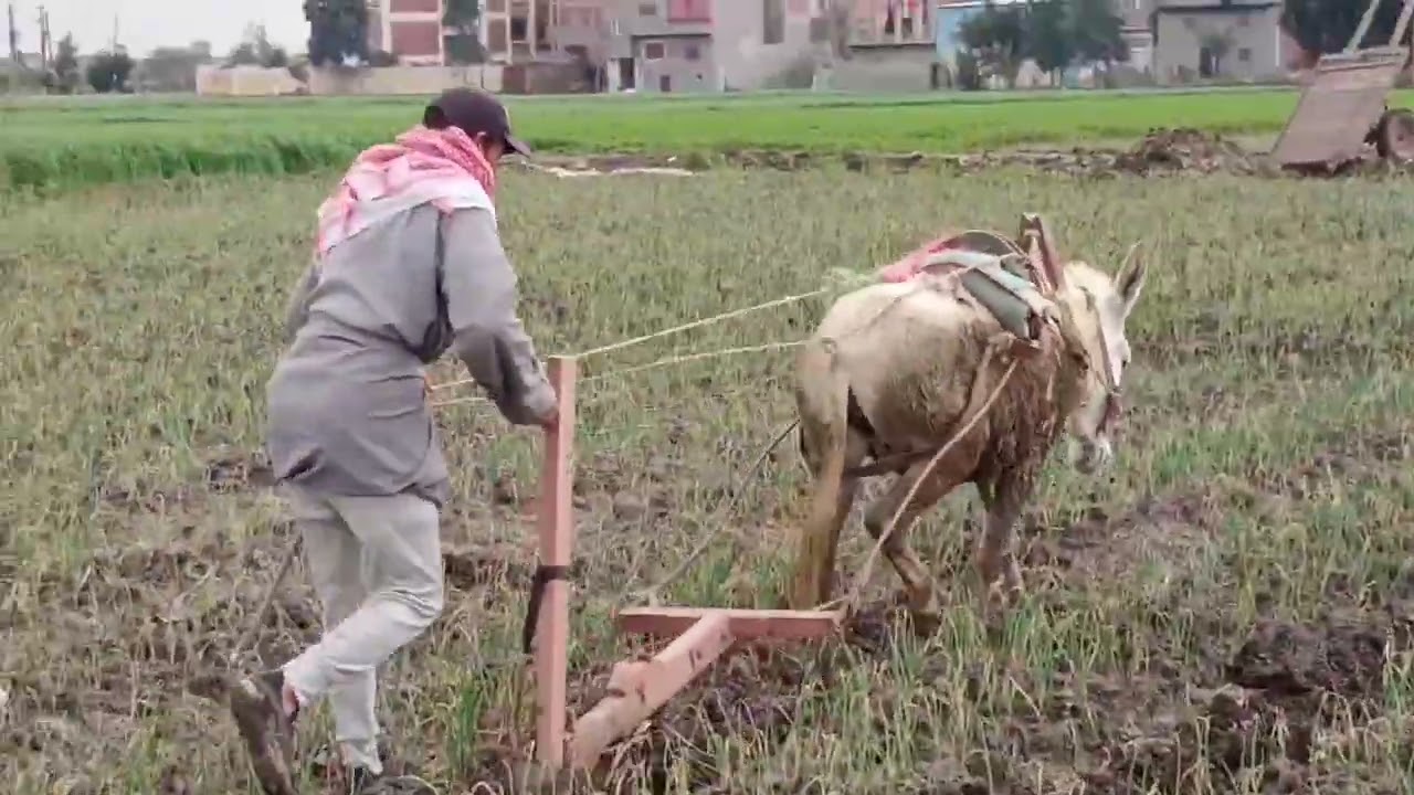 طريقة عزق البصل بالمحراث البلدى والفرق بين المحراث الخشب والمحراث الحديد