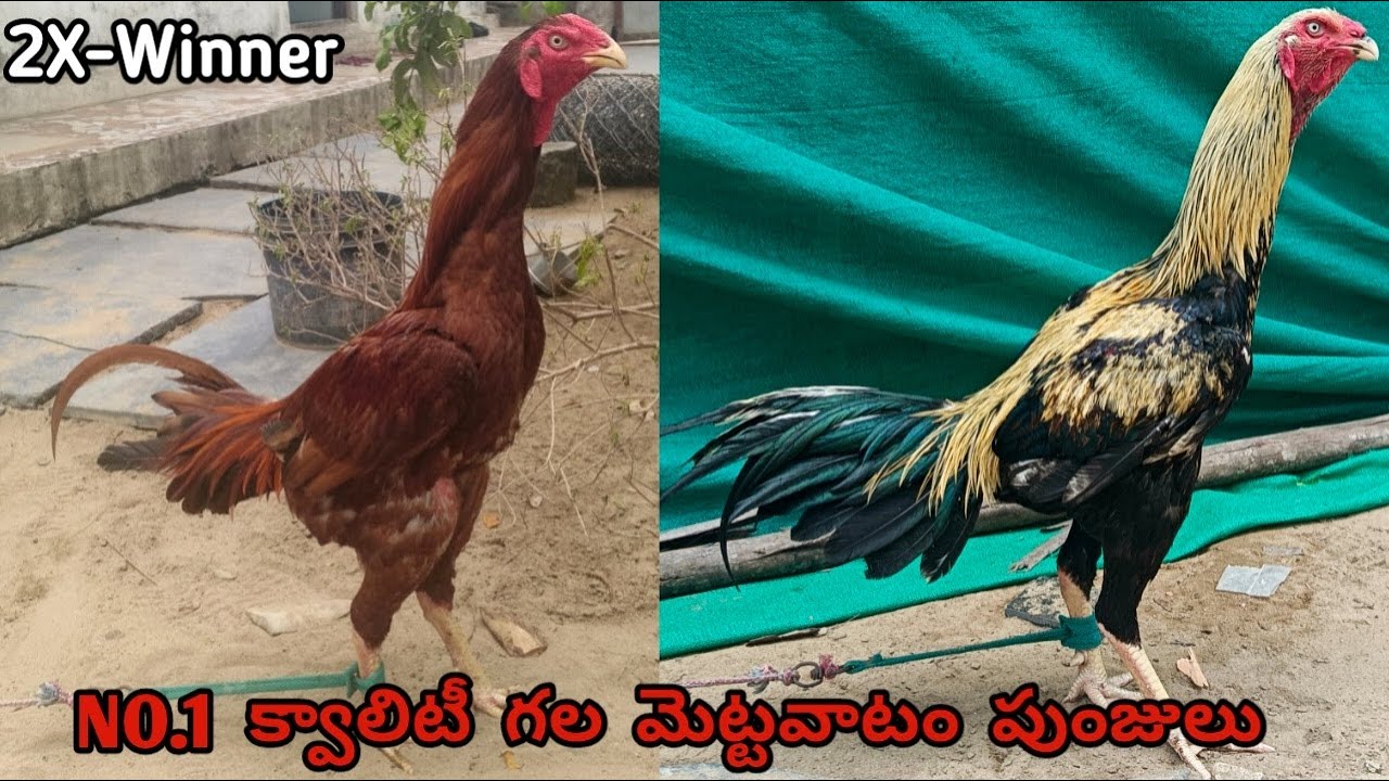 భీమవరం లైన్ గల మెట్టవాటం పుంజు||Big Range Punjulu||7207409181||Bhimavaram Line||#mettavatam...!
