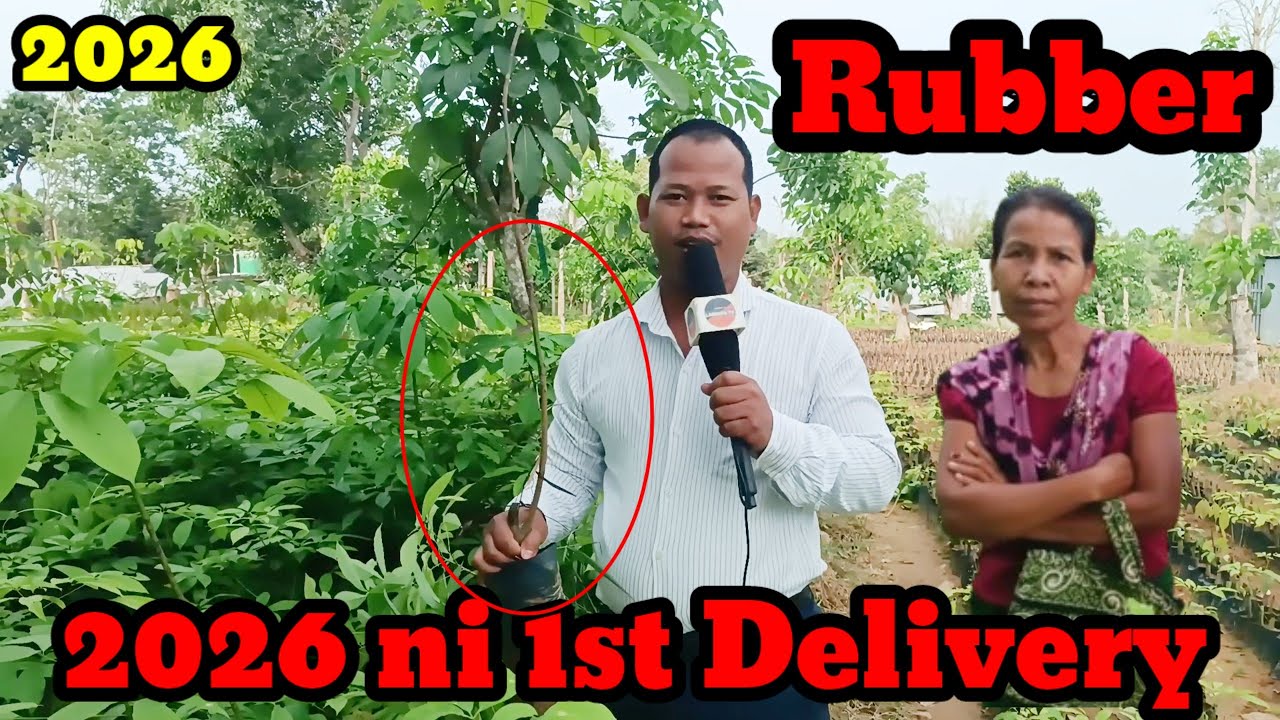 Rubber 2026 ni puila Delivery Chara bai Stamp 8731090834.