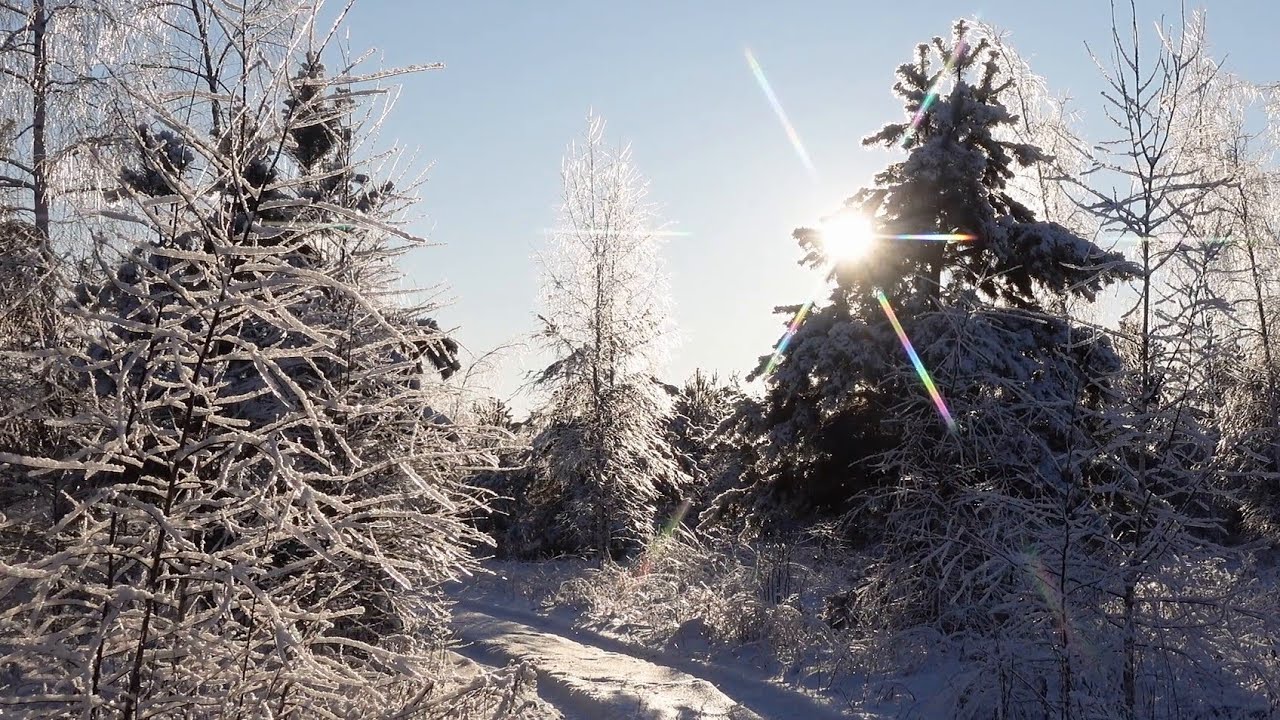 Walking in the Winter Forest ❄ Relaxing | ASMR [ snow crunch ]