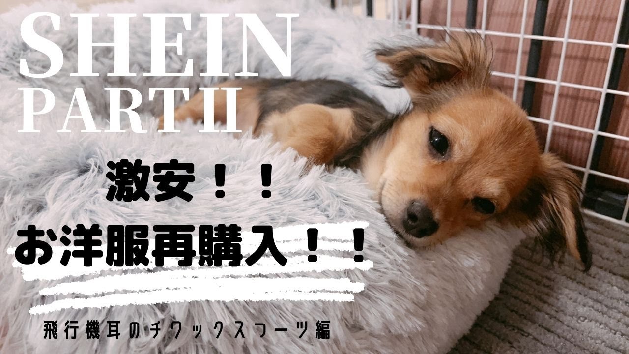 【チワックス】SHEINで激安わんこ服購入！飛行機耳のつーちゃん。お洋服似合うかな