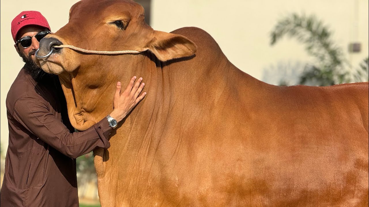Big Bull 👆🏻 | Shan Cattle Farm 💥 | Bakra Eid 2024 | AR Maani
