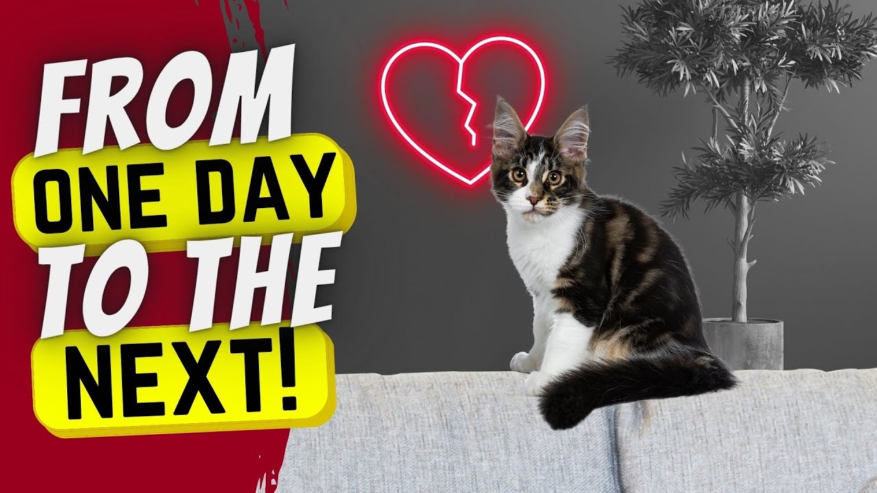 THIS is why cats sometimes die suddenly