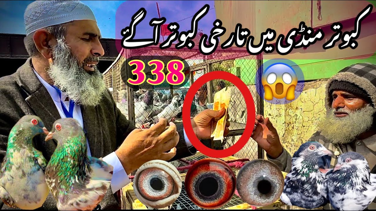 338) Lahore lari ada kabootar mandi || کبوتر منڈی || ​⁠@amjadaliofficial528