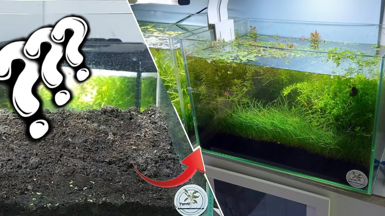 Garden soil aquarium no substrat no gravel no sand no co2 no ferts no filter