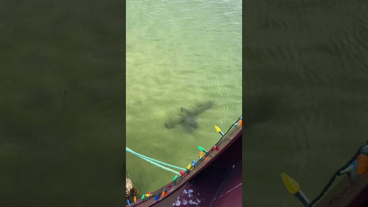 Huge black drum Pensacola Beach Florida edit made my me!