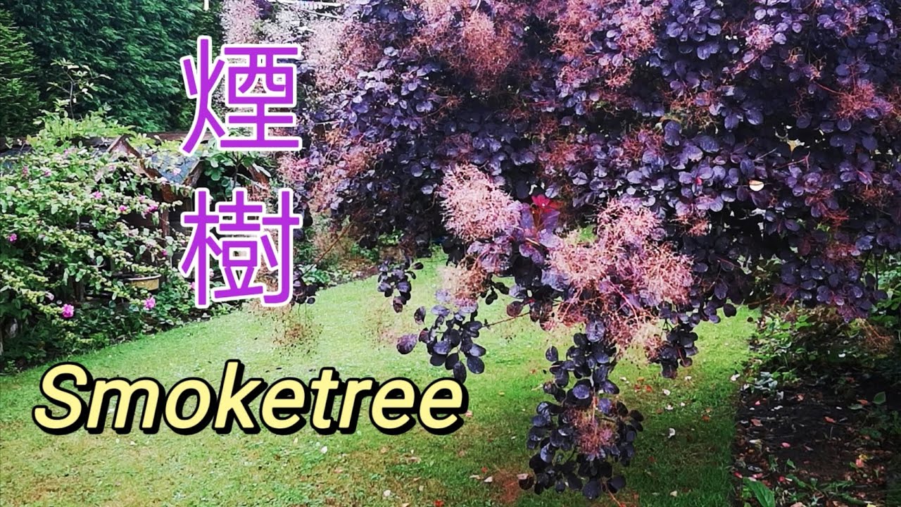 【煙樹】Smoking Tree | 您看見過煙樹嗎？著名的皇家紫煙您喜歡嗎？| 英國植物日誌 15