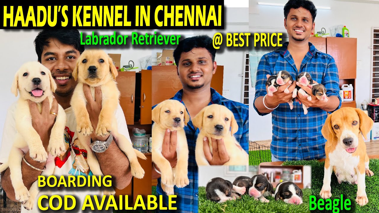 DOG KENNEL IN CHENNAI/Labrador Retriever,beagle for sale in chennai/DOGS FOR SALE IN  CHENNAI TAMIL