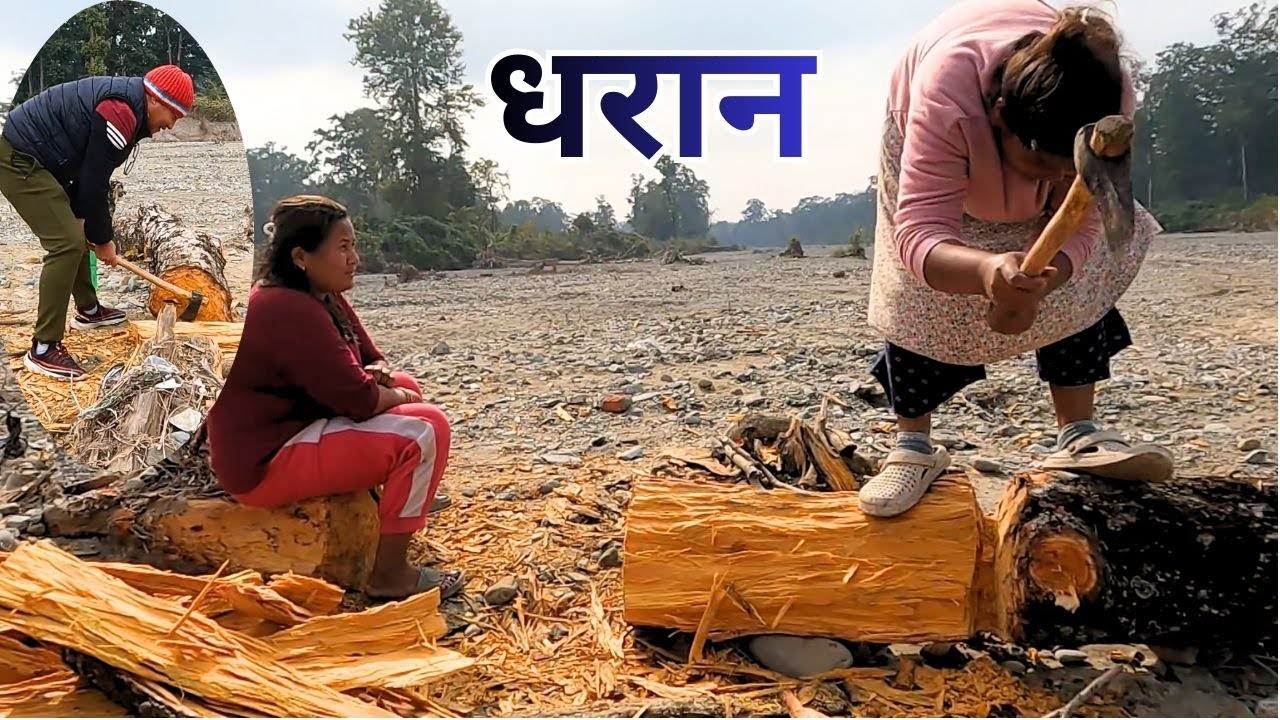 हिउद लागेसंगै दाउरा घास धरानमा धेरै गरिन्छ