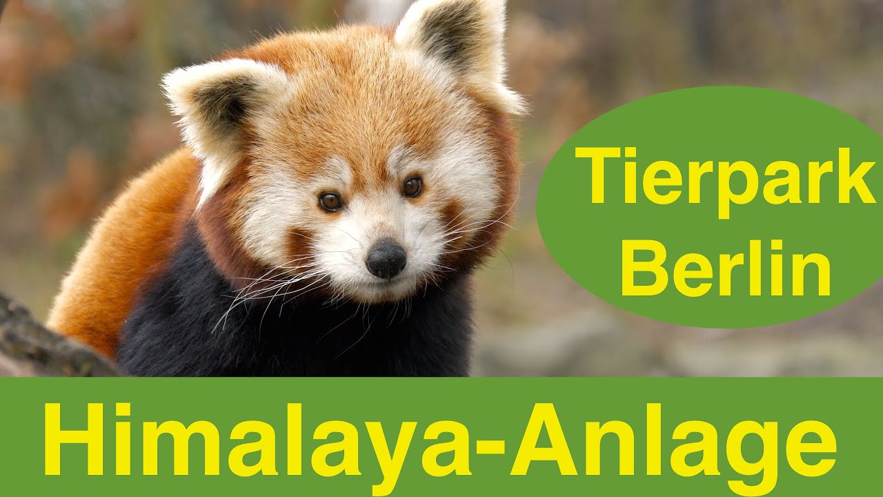 Stürmische Himalaya-Region in 60 Meter Höhe im Tierpark Berlin