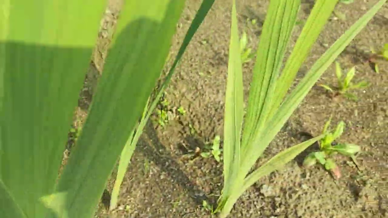 Care of gladiolus flowers | Gladiolus farming tips #flowers #gardening #garden #flowersfarming