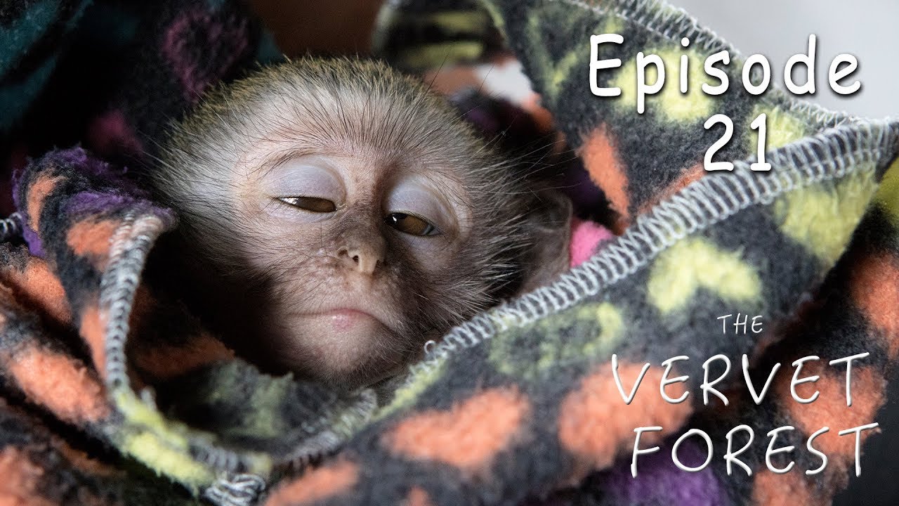 Baby Monkey Attacked By Eagles - Rescued By Animal Sanctuary -  Ep. 21