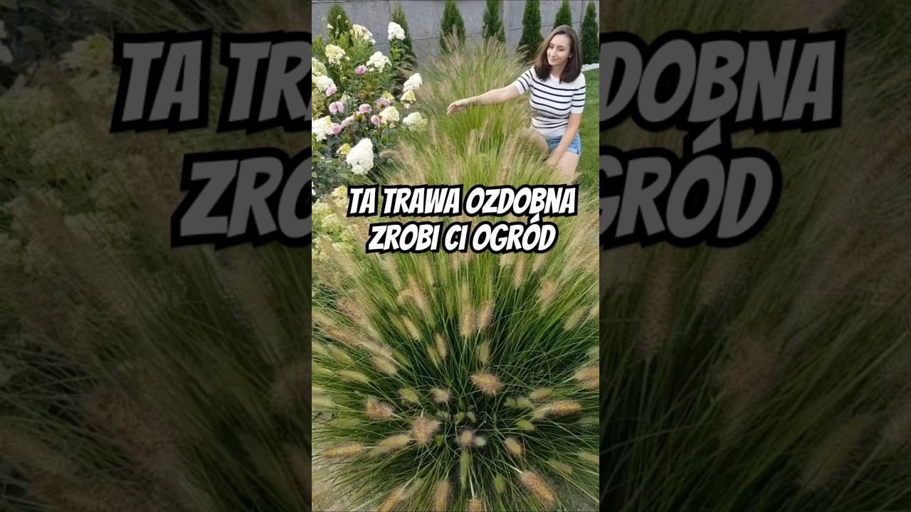 Trawa ozdobna do ogrodu. Rozplenica japońska Hameln #ogr&oacute;d #trawyozdobne #ogrod #ogrodoweinspiracje
