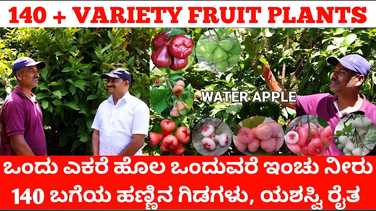 ಒಂದು ಎಕರೆ ಹೊಲ ಒಂದೂವರೆ ಇಂಚು ನೀರು 140 ಬಗೆಯ ದೇಶಿ & ವಿದೇಶಿ ಹಣ್ಣಿನ ಗಿಡಗಳು | 140 Variety Mix Fruit Plants