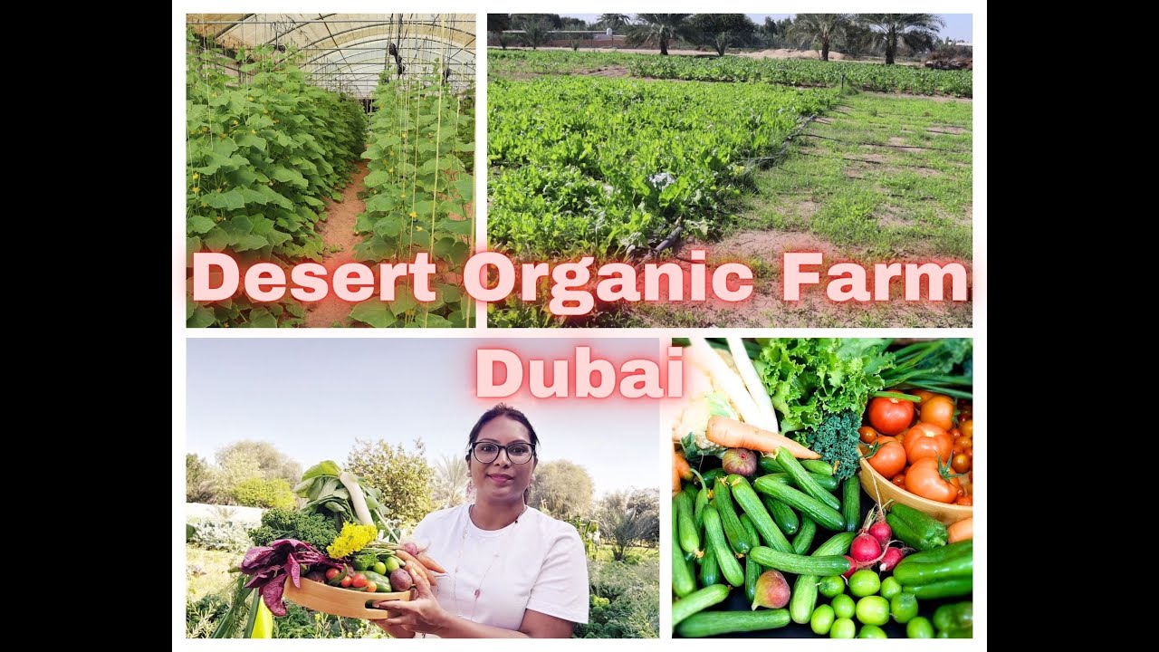 Desert Organic Farm | Dubai | One of the best organic farm in Dubai | Wide variety of Vegetables |