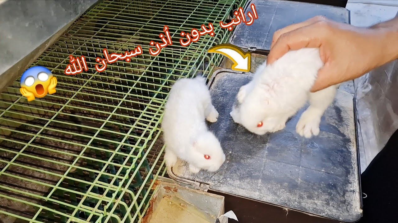 ماذا حدث لصغار الارانب ليصبحو بدون اُذن