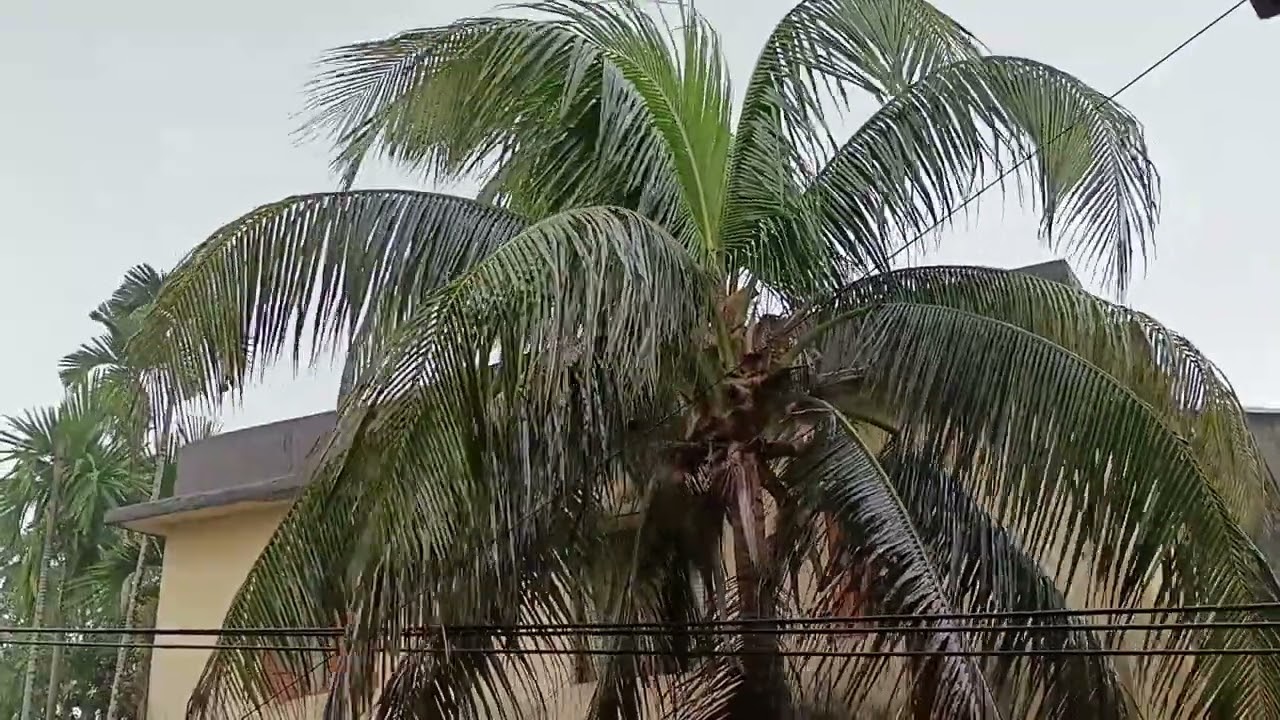 First Rain 2026