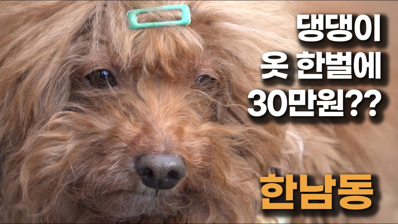 한남동 댕댕이 클래스