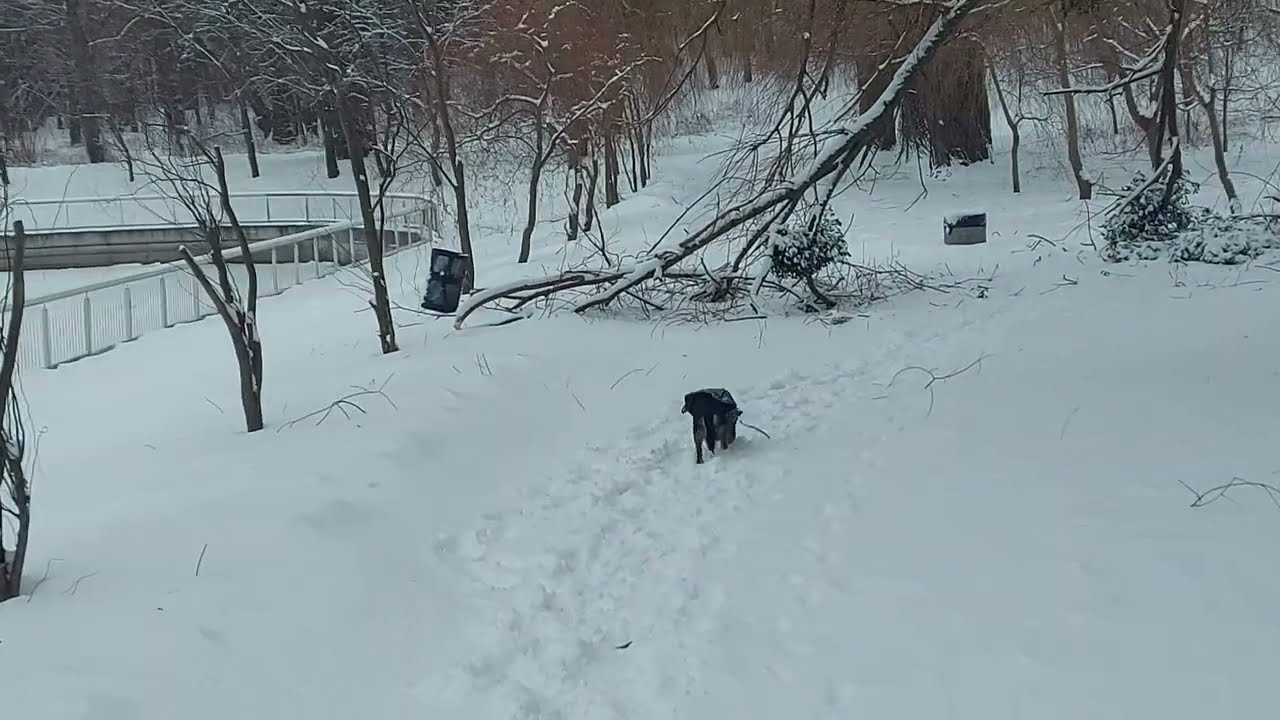 Снова все засыпало снегом