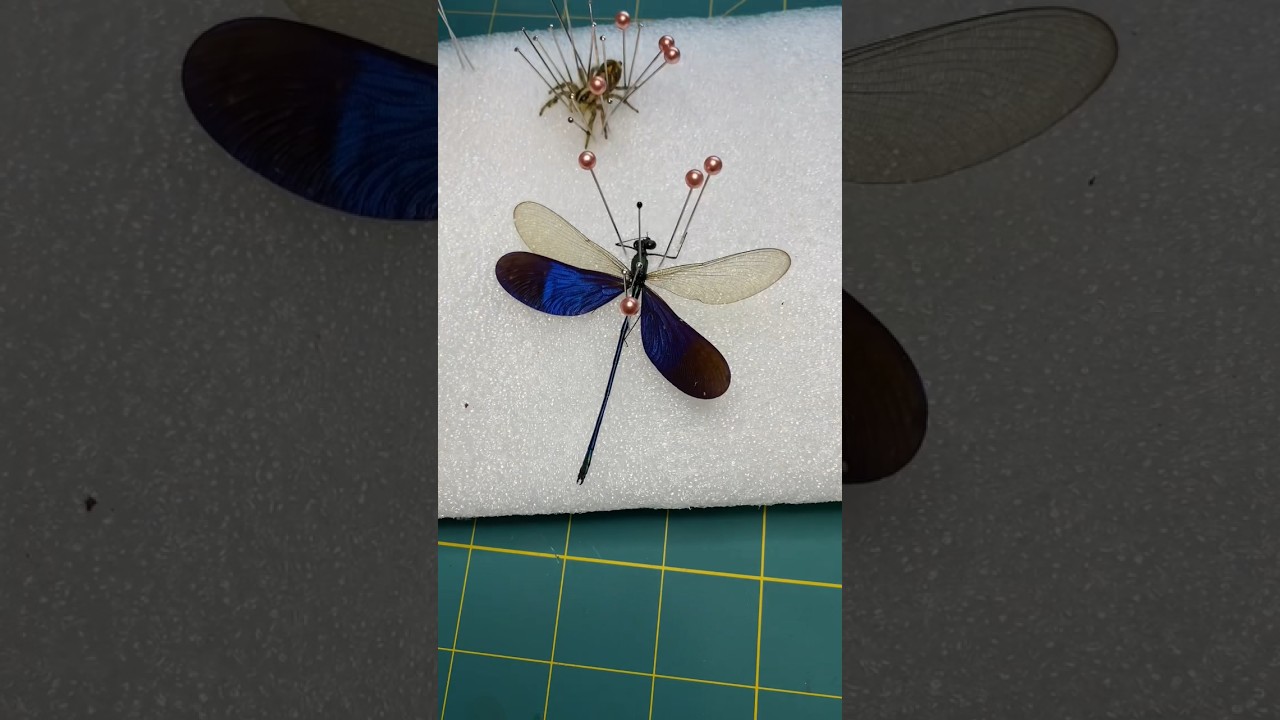 Damselfly #taxidermist #entomology #insects #insectcollection #foryou