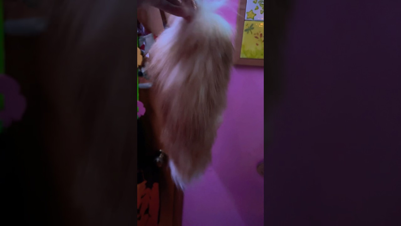 I finally got a fox tail for my bday!!!💖🥳🎁