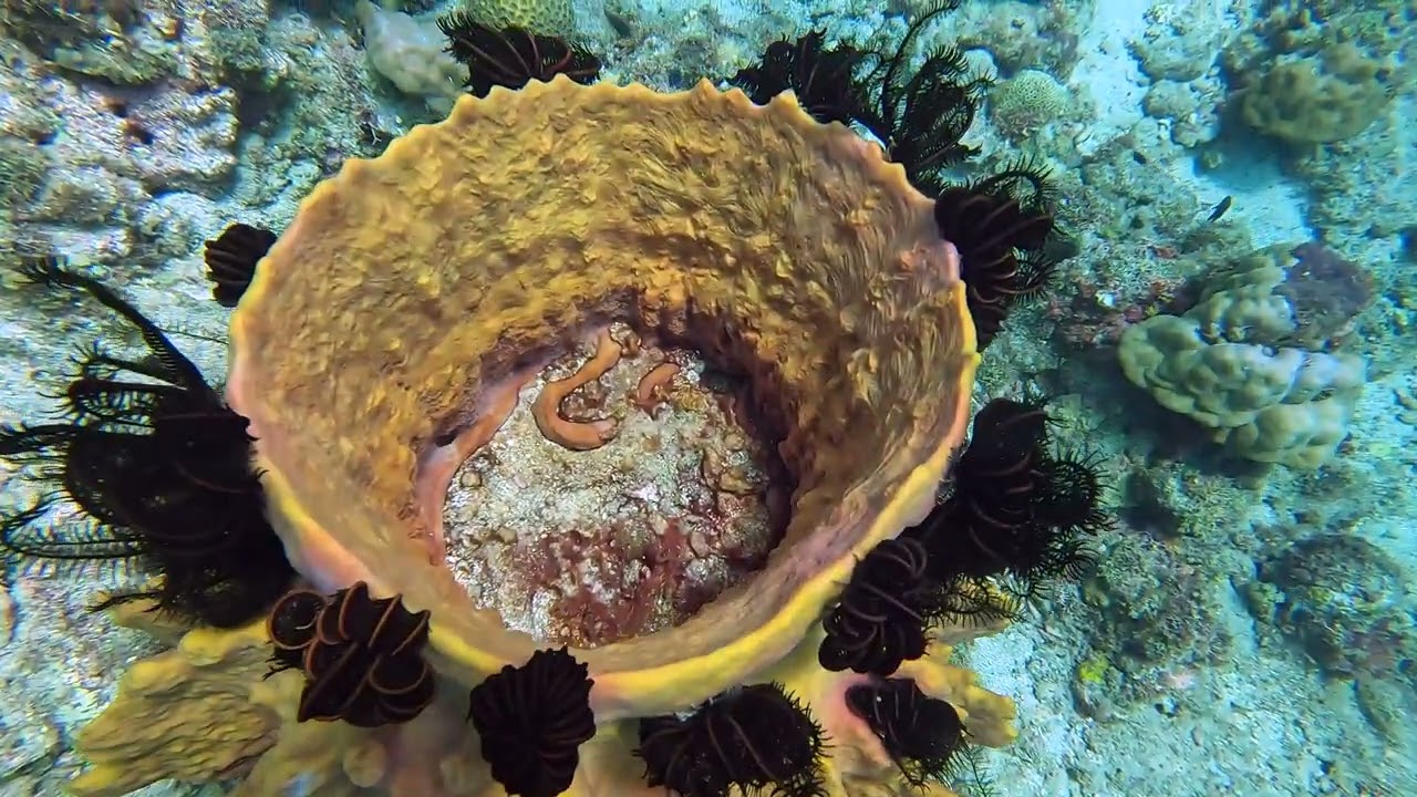 Paul Ranky Camiguin Island VolcanBeachResort HouseReef Dives Macros Up to 4K