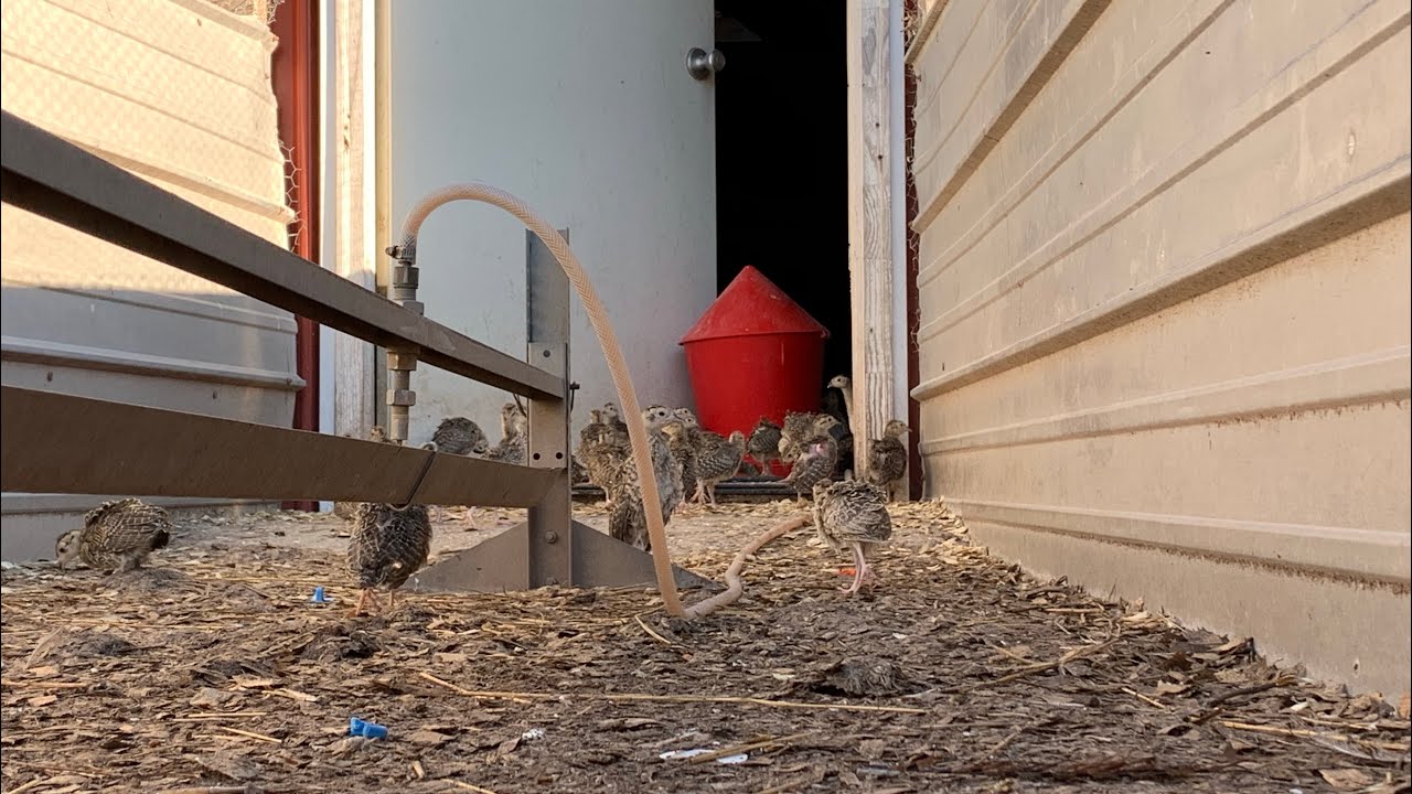 Pheasant Farm Update! (Plus Pigeon Trapping)
