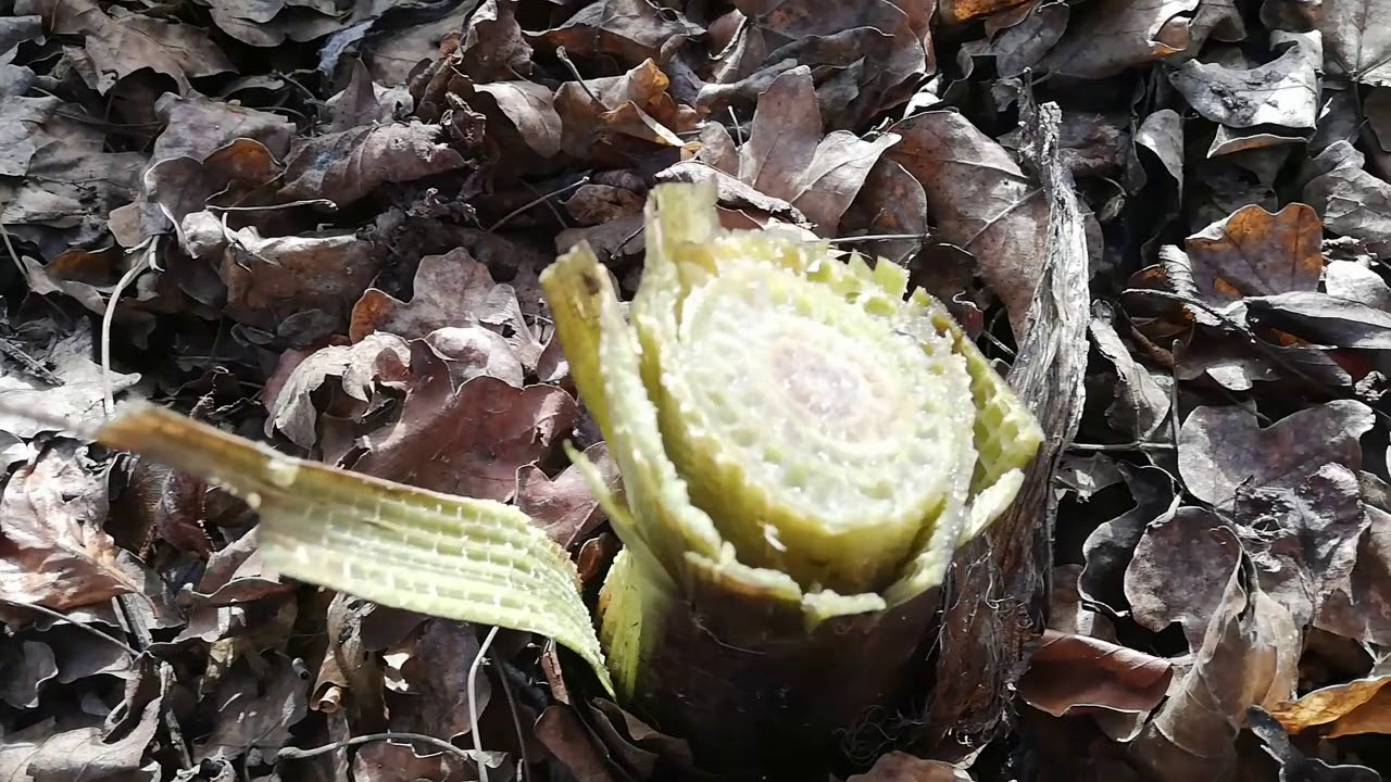 #15 Rückschnitt der Bananenstauden nach dem Wintersturm