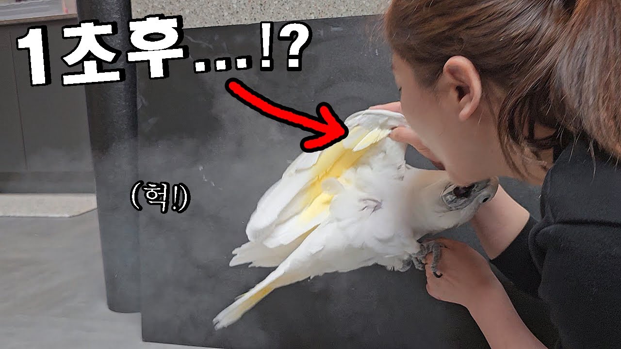 앵무새에게 바람을 강하게 불면 생기는 일...ㄷㄷ