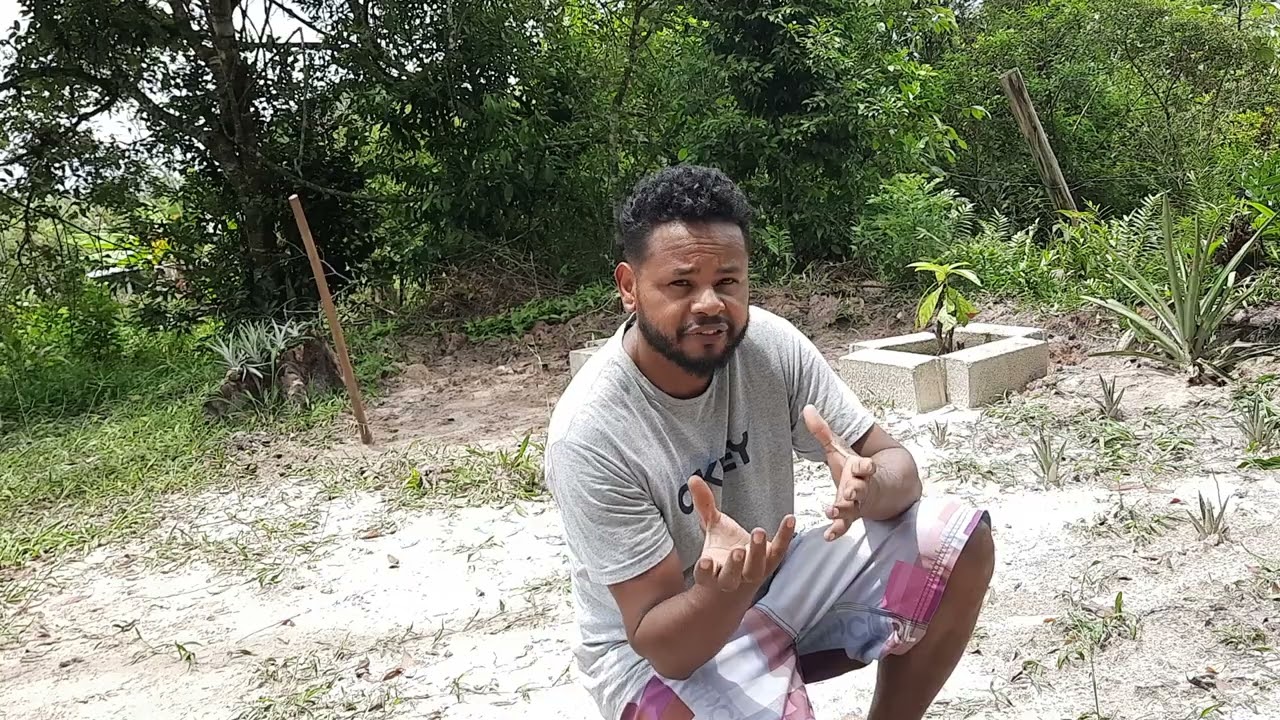  platar mudas de abacaxi reprodução mas rápida que a coroa 