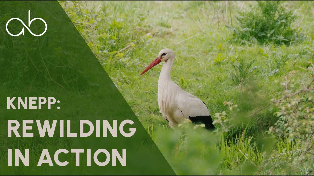 Inside Knepp: Our White Stork Safari & Rewilding Tour